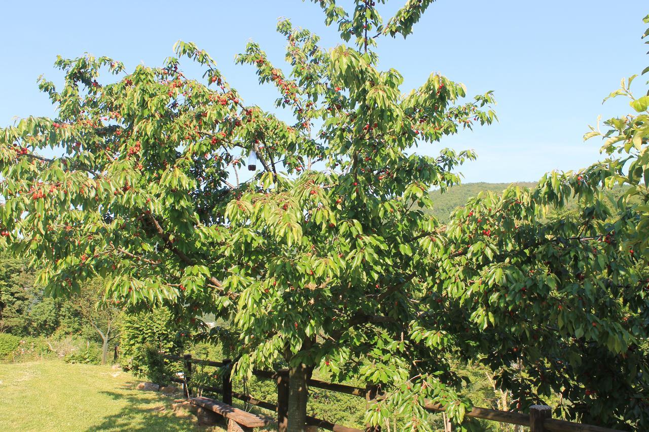 B&B Il Poggetto Serra Sant'Abbondio Екстер'єр фото